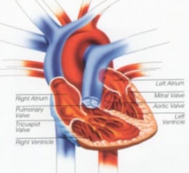 heart_anatomylg